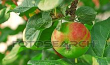 家乡的苹果树_450字