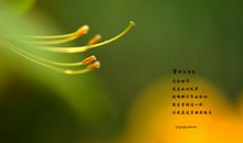 绿色的灵魂_200字