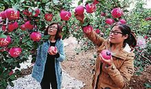 苹果园之旅_700字