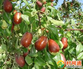 家专业 -  Apple _300字
