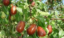 家乡的特产——苹果_300字