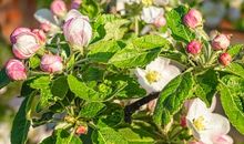 开花的苹果树_300字