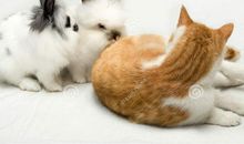 小猫和小兔交朋友_300字