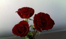 原来春天已经来了_1200字