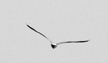 [7月渴望]我渴望和平_1500字