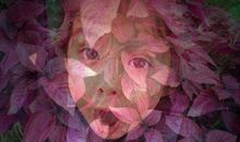 飘忽的幻影_800字