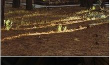 林间小屋_1200字