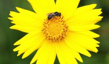 夏日下的小精灵_900字