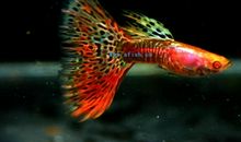 美丽的孔雀鱼_200字