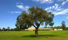 父亲是棵伟岸的树读后感_550字