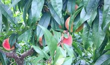 [7月渴望]我渴望捉迷藏_1500字