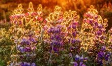 [七月渴望]我渴望变成一只飞鸟_700字