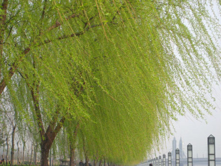 春天即将到来：我喜欢校园里的柳树_450字
