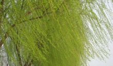 春天来了作文：我爱校园里的柳树_450字