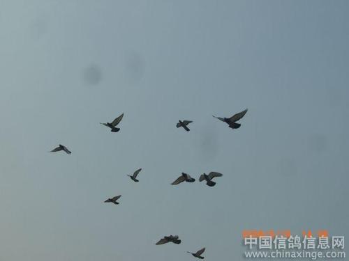 飞行和平鸽子_900字