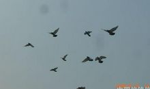 放飞和平的鸽子_900字