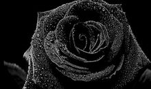 黑玫瑰的绽放_700字