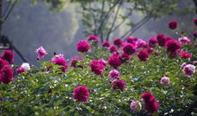 高二抒情散文：暂且放下_500字