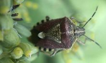 夏日的蛐蛐_800字