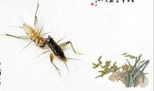 有趣的蛐蛐_400字