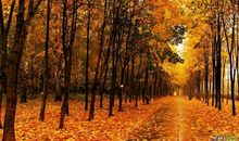 丰富的秋天_300字