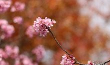 悄然而至的春_800字