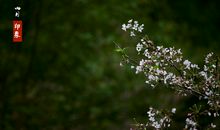 四月的印象_1500字