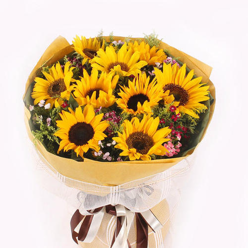 Sunflower声明_1200字