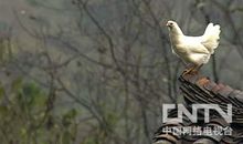 坚韧的母爱_800字