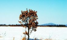 [7月渴望]我渴望漫天飘雪_500字