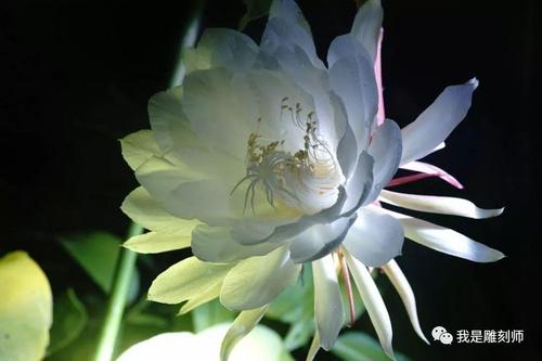 入篮时，花落花开