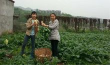 药植野外实习心得体会