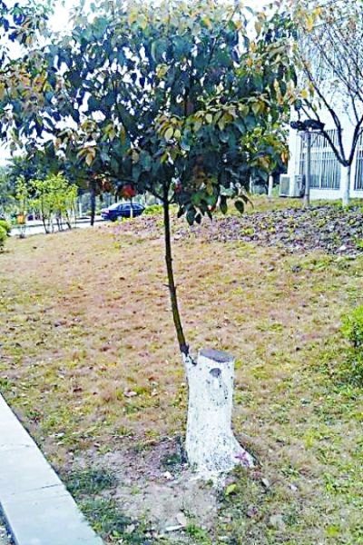 树在校园里_350字