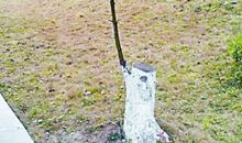 校园里的树_350字