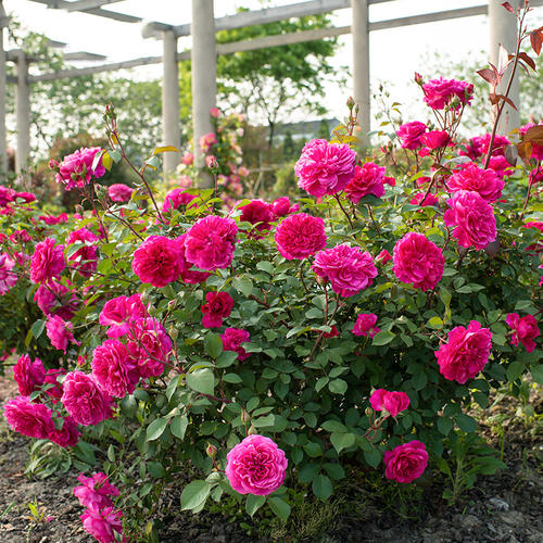 月光季节