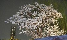 月光下的愿望_700字