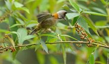 [7月渴望]我渴望做飞鸟_750字