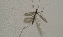 蚊子换了一张嘴_500字