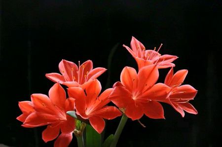 小号花_450字