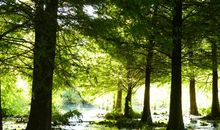 列车穿过夏天的时光_550字