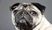 我家哈巴狗_200字