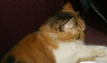 二黄毛的故事_450字