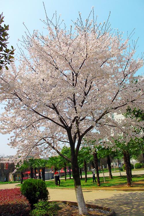樱花落于错过_650字