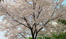 樱花飘落了思念_650字