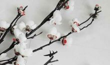 思念总是遥不可及_650字