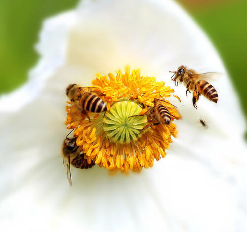 蜜蜂