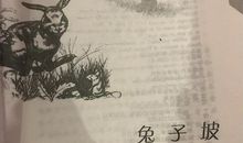 《兔子坡》续写_2000字