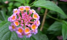 五色缨穗_1200字