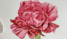 [母亲节征文]那一朵康乃馨_750字