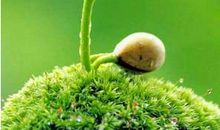 绿化环境，我有妙招_450字